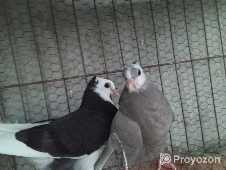 Gorra Chuital Baby Pair