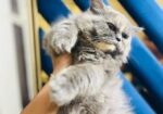 Persian semi punch face