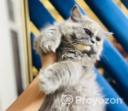 Persian semi punch face
