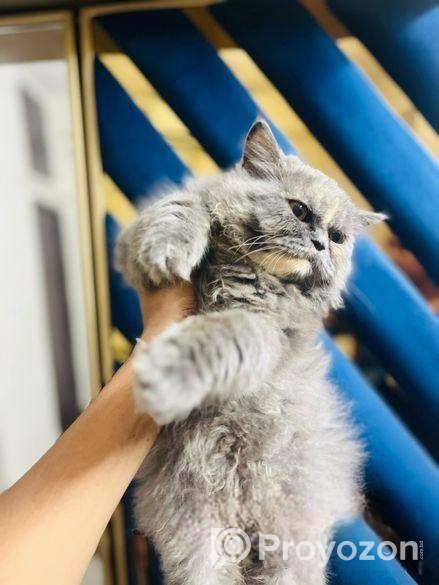 Persian semi punch face