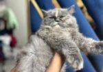 Persian semi punch face