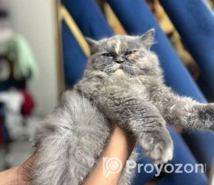 Persian semi punch face