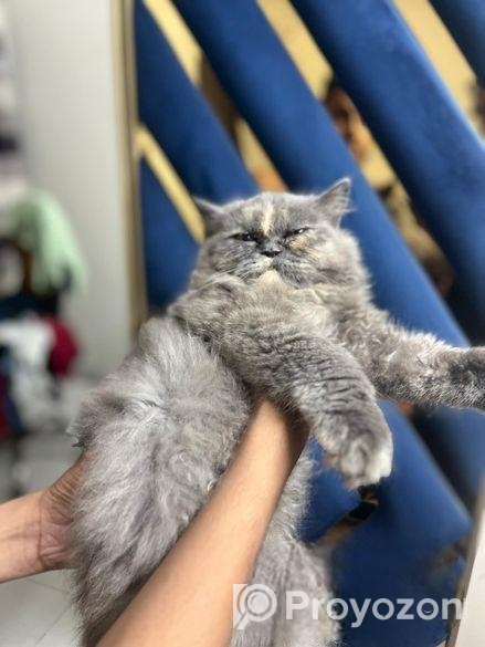 Persian semi punch face