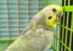 Adult male Budgerigar