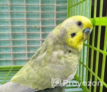 Adult male Budgerigar
