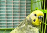 Adult male Budgerigar