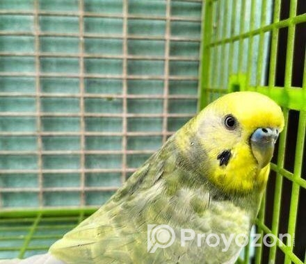 Adult male Budgerigar