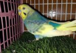 Adult male Budgerigar