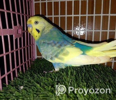 Adult male Budgerigar