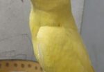 Yellow Ringneck Full Tame