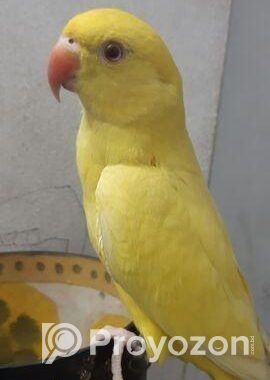 Yellow Ringneck Full Tame