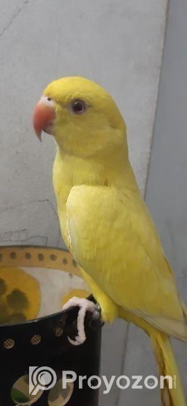 Yellow Ringneck Full Tame