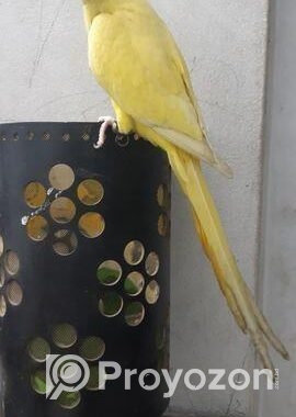 Yellow Ringneck Full Tame