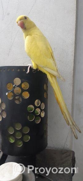 Yellow Ringneck Full Tame