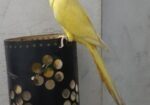 Yellow Ringneck Full Tame