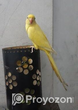 Yellow Ringneck Full Tame