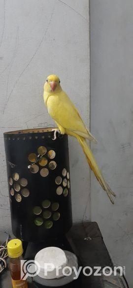 Yellow Ringneck Full Tame