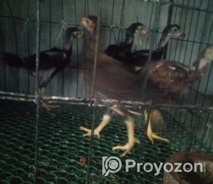 অরিজিনাল আসলি মুরগির বাচ্চা