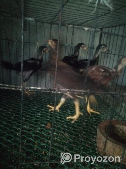 অরিজিনাল আসলি মুরগির বাচ্চা