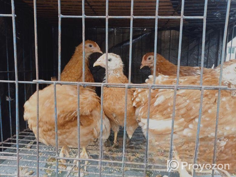 টাইগার মুরগি এবং ফাওমি