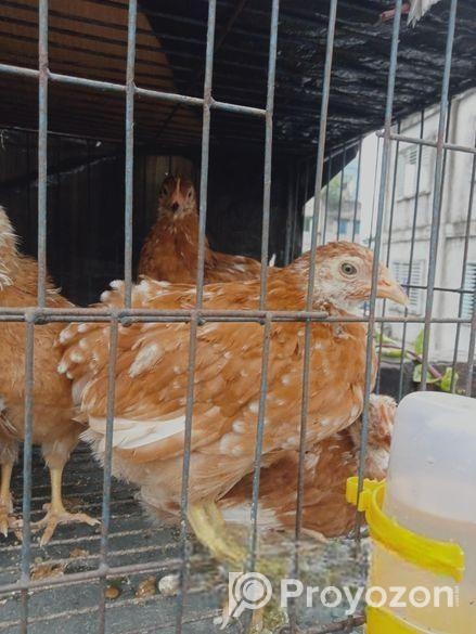 টাইগার মুরগি এবং ফাওমি