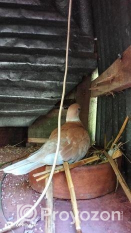 এক জোরা অস্টলিয়ান ঘুগু বিক্রি করা হবে