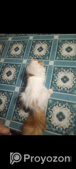 পাসিয়ান বিড়াল মেল 100 গেরান্টি