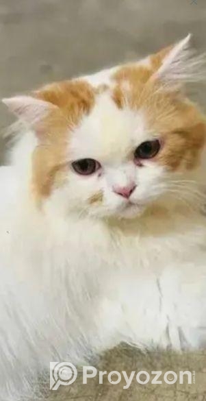 পাসিয়ান বিড়াল মেল 100 গেরান্টি