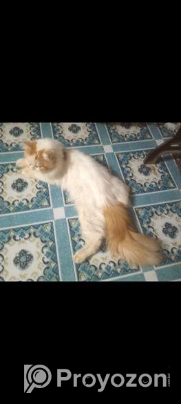 পাসিয়ান বিড়াল মেল 100 গেরান্টি