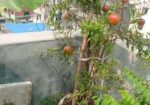 বেদানা গাছ