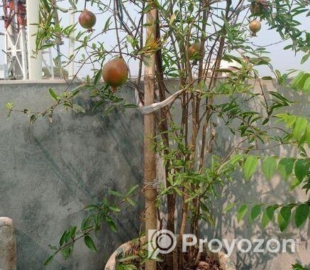 বেদানা গাছ