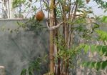 বেদানা গাছ