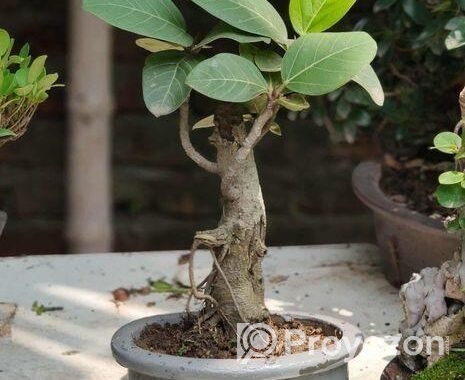 Bonsai (Desi Banyan)