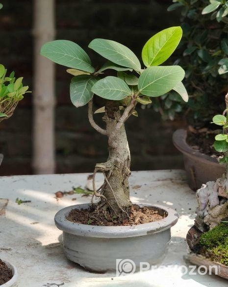 Bonsai (Desi Banyan)