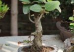 Bonsai (Desi Banyan)