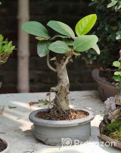 Bonsai (Desi Banyan)