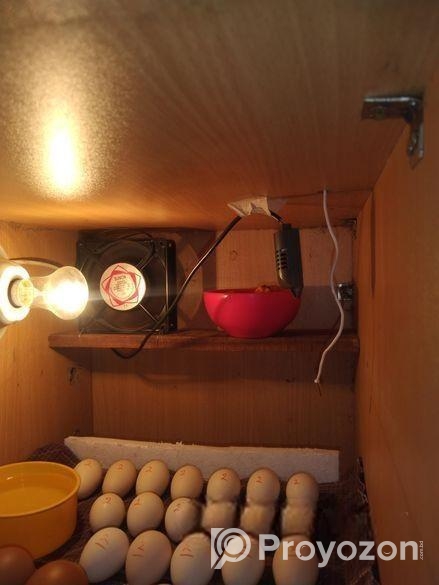 ডিম ফোটাতে আসুন