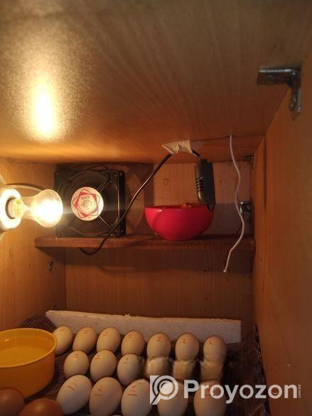 ডিম ফোটাতে আসুন