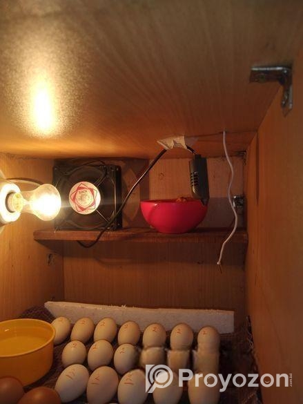 ডিম ফোটাতে আসুন