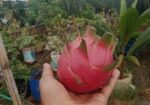 ড্রাগন ফল