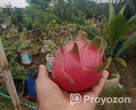 ড্রাগন ফল