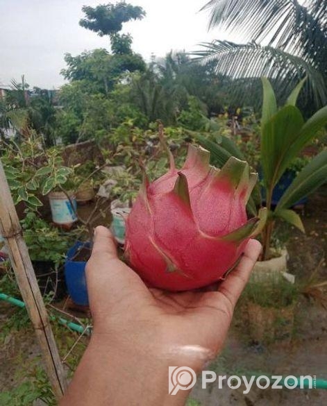 ড্রাগন ফল