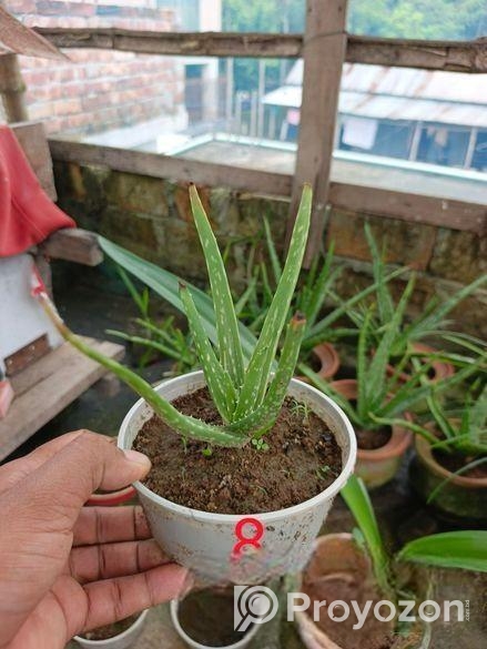অ্যালোভেরা গাছ বিক্রি করা হবে