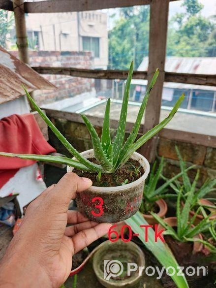 অ্যালোভেরা গাছ বিক্রি করা হবে