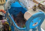 Baby Swing Dolna