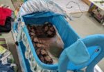 Baby Swing Dolna