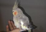 Cockatiel 1 Pear