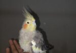 Cockatiel 1 Pear