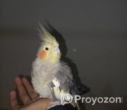 Cockatiel 1 Pear