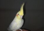 Cockatiel 1 Pear